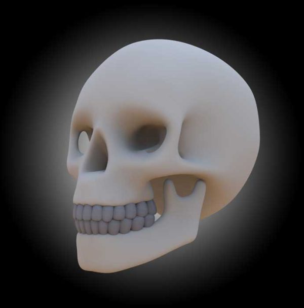 دانلود مدل سه بعدی جمجمه با فک و دندان