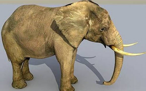 دانلود مدل سه بعدی فیل